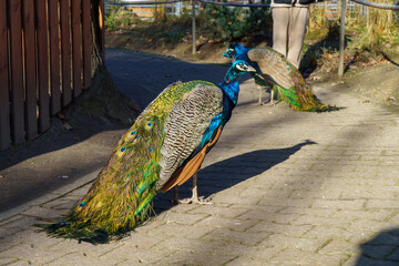 dumny jak paw niebiesko zielonkawe upierzenie