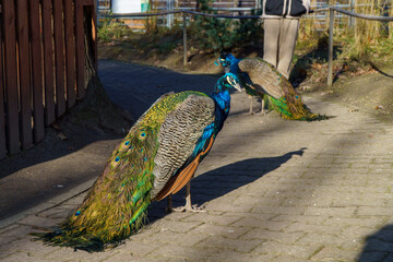 dumny jak paw niebiesko zielonkawe upierzenie © rob