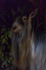 wypchana dzika zwierzyna  © rob