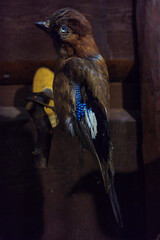 wypchana dzika zwierzyna  © rob