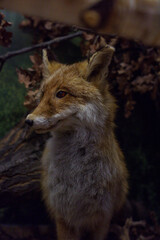 wypchana dzika zwierzyna 