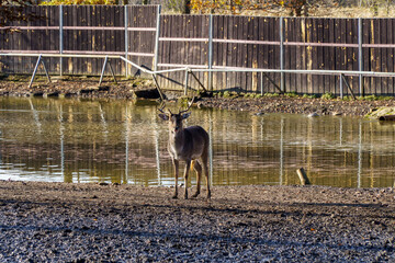 jeleń na pastwisku © rob