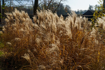 Park Pszczyna ze śląskiego rodu Promnitzów © rob