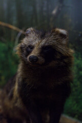 wypchana dzika zwierzyna  © rob