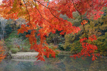 紅葉の秋