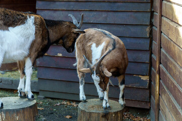 kozy w zagrodzie wygłupiają się na klocach © rob