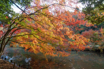 紅葉の秋