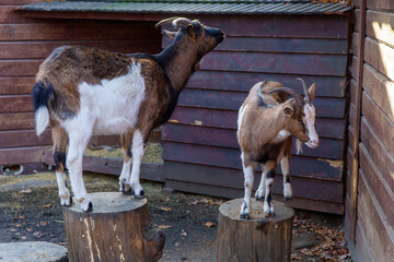 kozy w zagrodzie wygłupiają się na klocach © rob