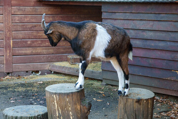 kozy w zagrodzie wygłupiają się na klocach © rob