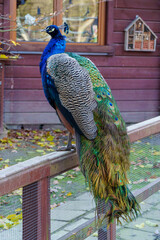 dumny jak paw niebiesko zielonkawe upierzenie © rob