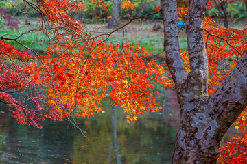 紅葉の秋