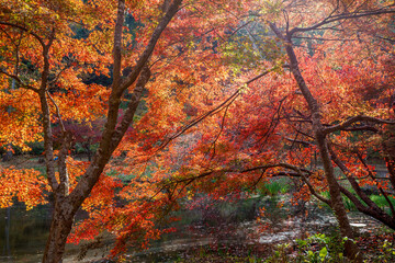 紅葉の秋
