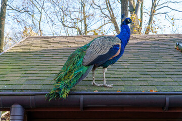 dumny jak paw niebiesko zielonkawe upierzenie © rob