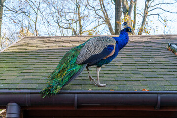 dumny jak paw niebiesko zielonkawe upierzenie © rob