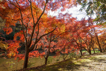 紅葉の秋