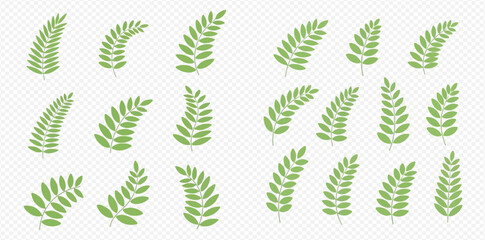 Illustration of green fern fronds on a transparent background. © MuammarAuliyan
