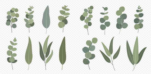 Botanical illustration of various eucalyptus leaves and branches in green tones on a transparent background.