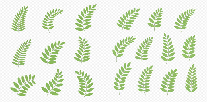 Illustration of green fern fronds on a transparent background.