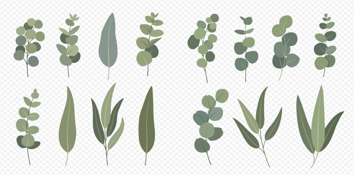 Botanical illustration of various eucalyptus leaves and branches in green tones on a transparent background.