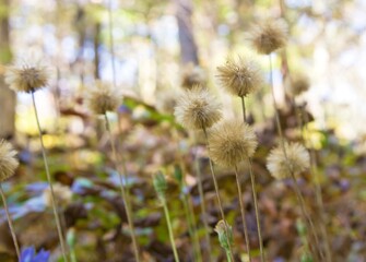 Obraz premium 秋のセンボンヤリの綿毛2