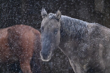 Portrait eines dunkel grauen Pferdes w&auml;hrend eines Schneesturms