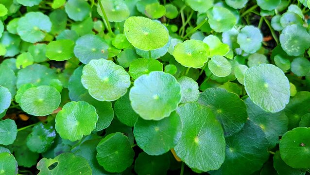 Close-up of Centella asiatica (gotu kola) leaves, ideal for themes of nature, herbal remedies, and organic wellness