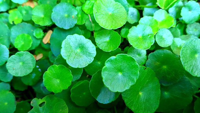 Close-up of Centella asiatica (gotu kola) leaves, ideal for themes of nature, herbal remedies, and organic wellness