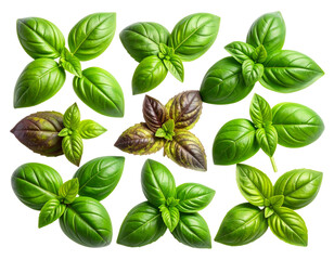 Basil Plant Growth Comparison Healthy vs Pest-Damaged Leaves PNG.