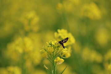 Wasp Moth on Musturd Flower