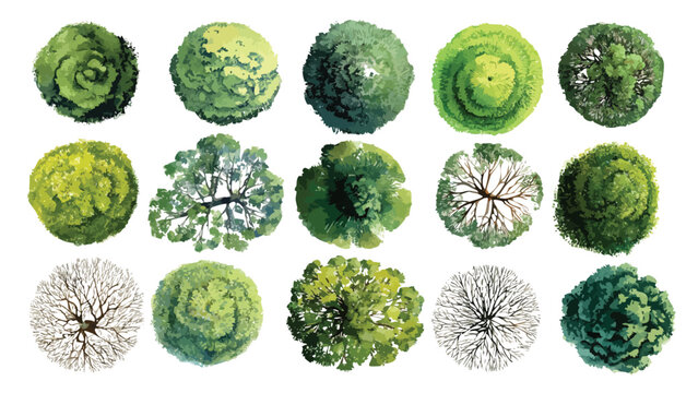 Collection of fifteen diverse green and bare trees viewed from directly above in a top down perspective with varied foliage textures and branch structures