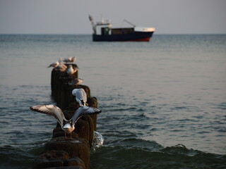 sea gulls boat wildlife coast © LookLook