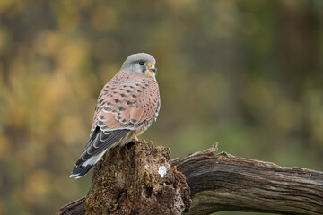Common kestrel, Falco tinnunculus