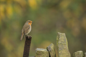  European Robin,  Erithacus rubecula