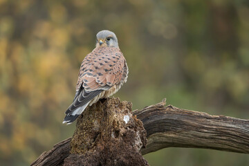 Common kestrel, Falco tinnunculus