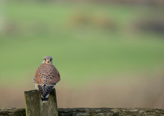 Common kestrel, Falco tinnunculus