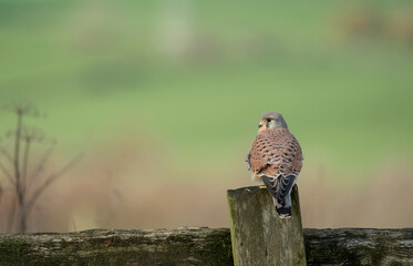 Common kestrel, Falco tinnunculus