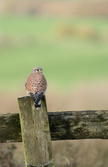 Common kestrel, Falco tinnunculus