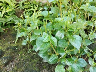 Shiny bush or pepper elder (Peperomia pellucida) in garden. Herb medicine plant 
