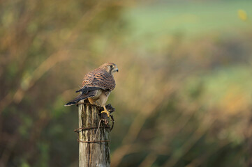 Common kestrel, Falco tinnunculus