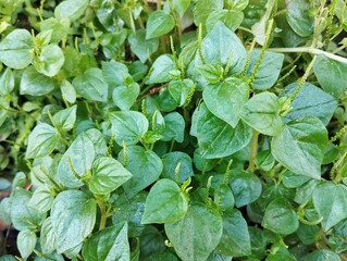 Shiny bush or pepper elder (Peperomia pellucida) in garden. Herb medicine plant 