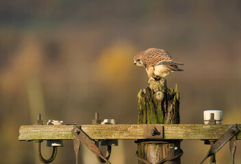 Common kestrel, Falco tinnunculus