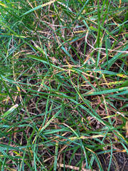 Grass sward in early November showing signs of disease