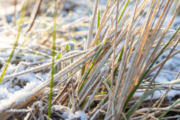 Early winter scene with grass covered in the first frost. Signs of freezing temperatures and seasonal change at the beginning of winter