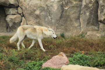 Lone Light Colored Wolf on Rocky Terrain European Wildlife