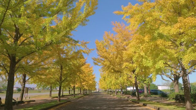 銀杏並木」の写真素材 | 8,330件の無料イラスト画像 | Adobe Stock