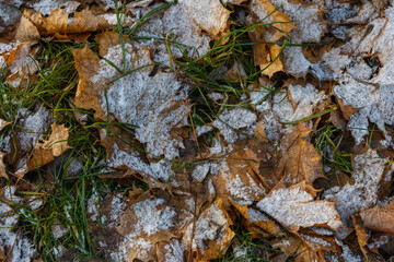 Early winter scene with grass covered in the first frost. Signs of freezing temperatures and seasonal change at the beginning of winter