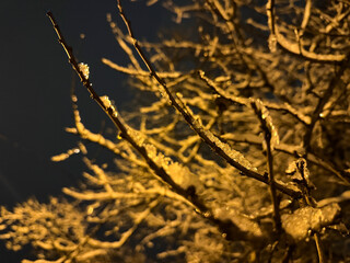Winter night branches covered with fresh snow illuminated by warm streetlight, natural frosty atmosphere