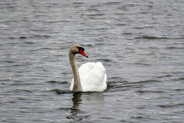 Majestic swan gliding across calm water on a quiet afternoon at the lake