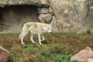 A solitary wild wolf with light fur standing against a backdrop of rocks and rugged terrain.