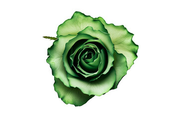 Vibrant Green Rose Bloom PNG Isolated